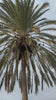 bajo la luz de malaga pajaros y palmeras