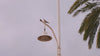 bajo la luz de malaga pajaro volando